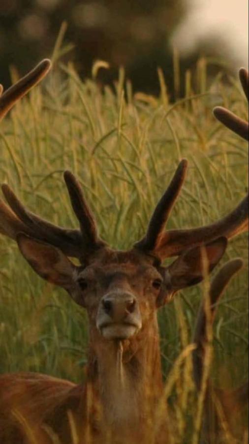 L'Hotie De Broceliande, Au Coeur Des Sites Naturels Et Legendaires Paimpont Exterior photo