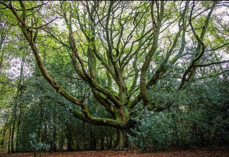 L'Hotie De Broceliande, Au Coeur Des Sites Naturels Et Legendaires Paimpont Exterior photo