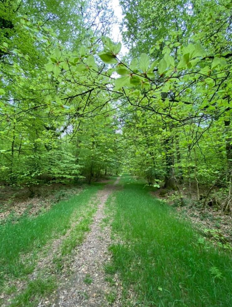 L'Hotie De Broceliande, Au Coeur Des Sites Naturels Et Legendaires Paimpont Exterior photo